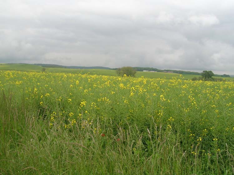 DSCN0127.jpg
