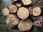 KIF_2852.jpg
